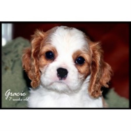 Cavalier King Charles Spaniel Breeder in Georgetown, Texas