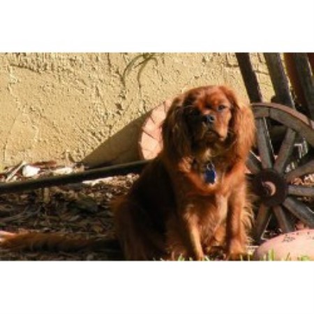 Cavalier King Charles Spaniel breeder in Georgetown Texas