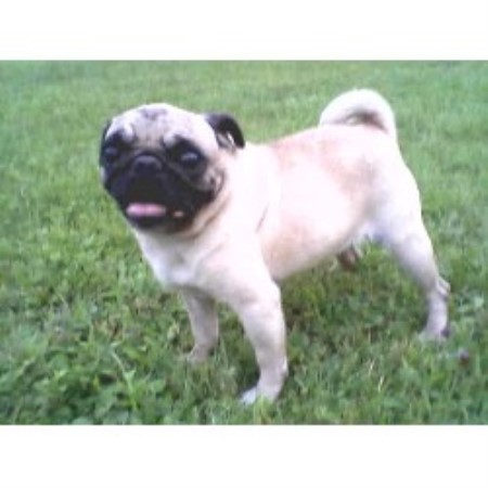 pugs for sale in alberta pug breeders in the usa and canada freedoglistings page 6 pugs for sale in alberta pug breeders in the usa and canada freedoglistings page 6