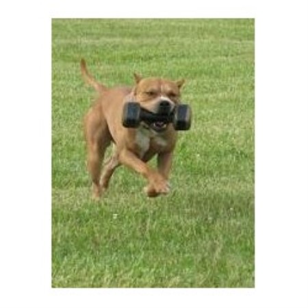 American Pit Bull Terrier breeder in Flint Michigan