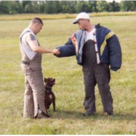 APBT breeder in Michigan picture 2