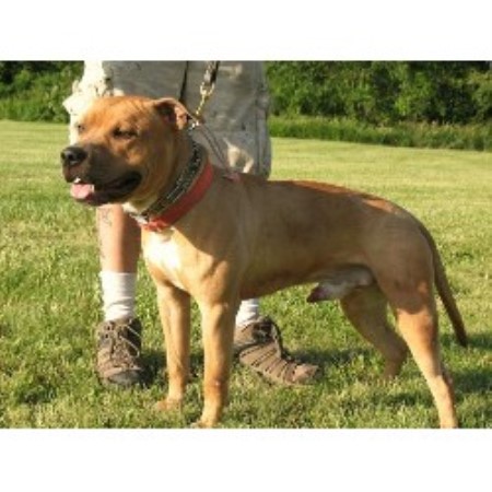 APBT in Michigan
