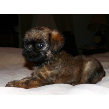Brussels Griffon Breeder in Stockertown, Pennsylvania