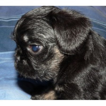Brussels Griffon in Pennsylvania