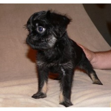 Brussels Griffon breeder in Pennsylvania picture 2