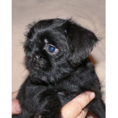 Brussels Griffon in Pennsylvania picture 2