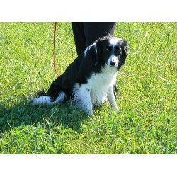 Border Collie Stud in Marion, Michigan