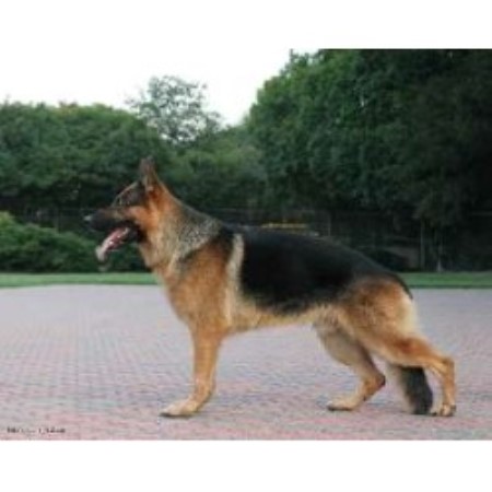 German Shepherd Dog Breeder in Deland, Florida