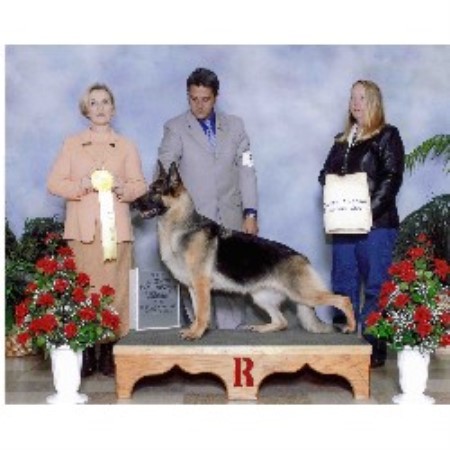 German Shepherd Dog breeder in Deland Florida