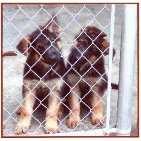 GSD,Alsatian breeder in Florida picture 2