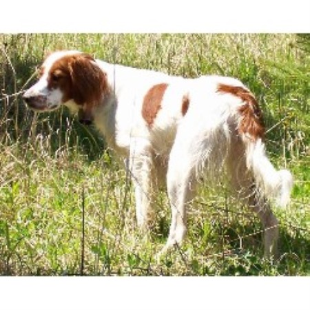 Irish Red And White Setter Breeder in Virginia, Minnesota