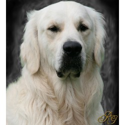 Golden Retriever Stud in Vinton, Virginia