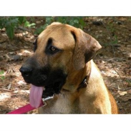 black cur puppies for sale in florida black cur breeders in the usa and canada freedoglistings black cur puppies for sale in florida black cur breeders in the usa and canada freedoglistings