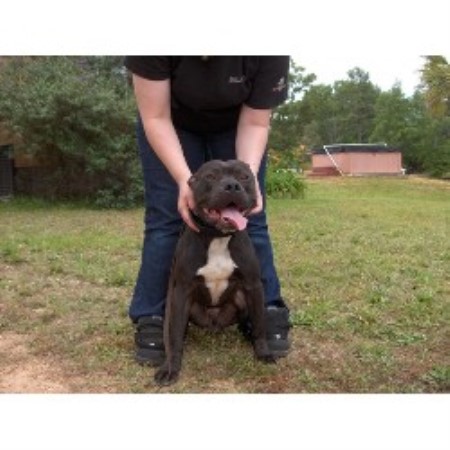 American Pit Bull Terrier breeder in Griffin Georgia