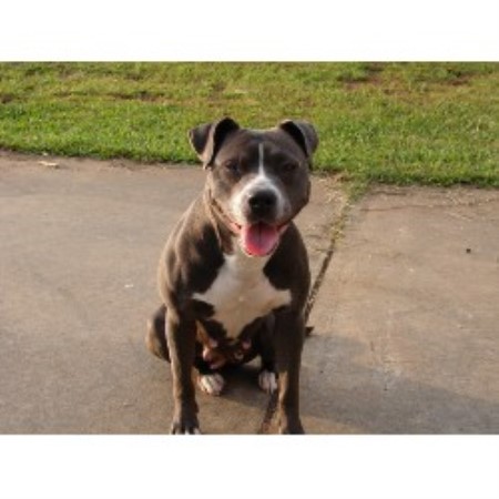 APBT breeder in Georgia picture 2