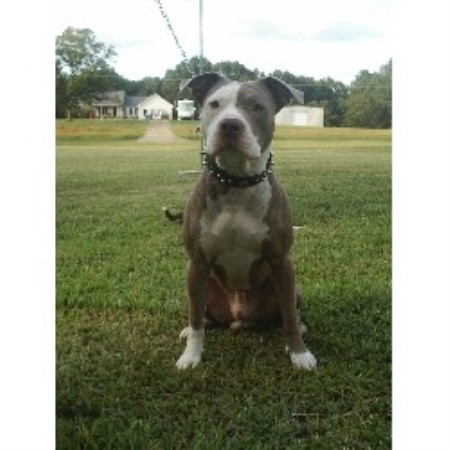 American Pit Bull Terrier Breeder in Griffin, Georgia