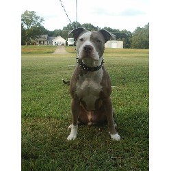 American Pit Bull Terrier Stud in Griffin, Georgia