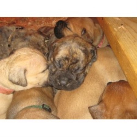 bullmastiff puppies for sale in va maple ridge bullmastiffs bullmastiff breeder in providence utah listing id 14179 bullmastiff puppies for sale in va maple ridge bullmastiffs bullmastiff breeder in providence utah listing id 14179