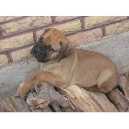 Bullmastiff in Utah picture 2