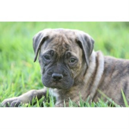 Bullmastiff breeder in Utah picture 2