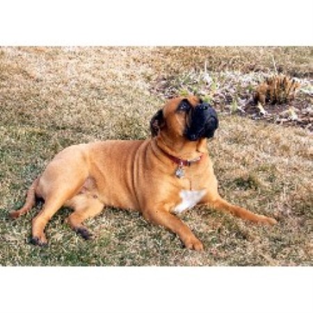 Bullmastiff Breeder in Providence, Utah