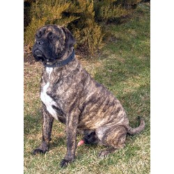 Bullmastiff Stud in Providence, Utah