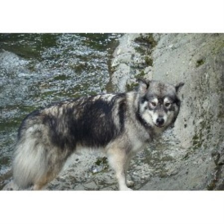 Siberian Husky breeder in Virginia picture 2
