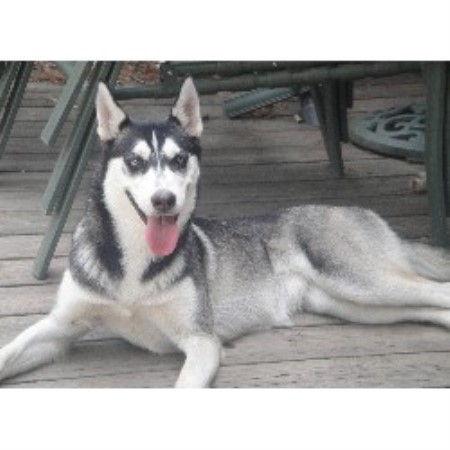 Siberian Husky in Virginia