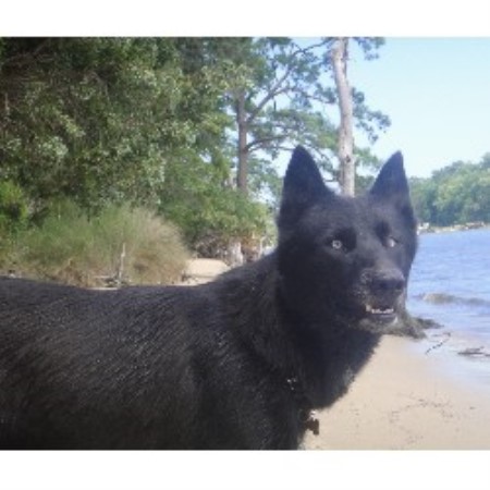 Siberian Husky Breeder in Norfolk, Virginia