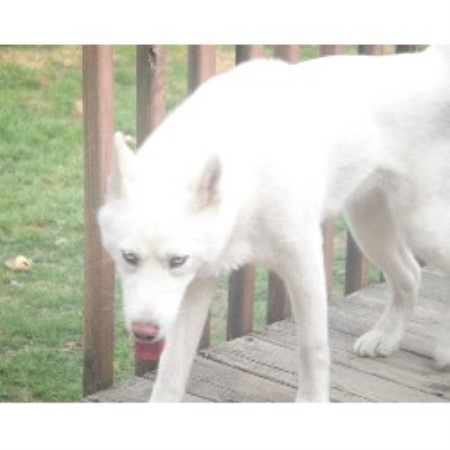 Siberian Husky in Virginia picture 2