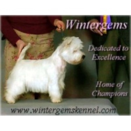 West Highland White Terrier Breeder in Gaspe, Quebec