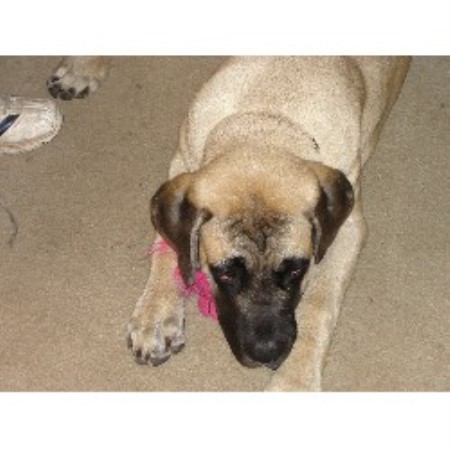 Mastiff in Iowa