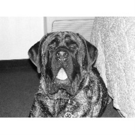 Mastiff breeder in Iowa