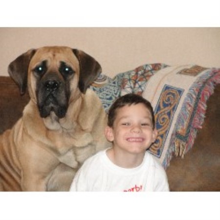 Mastiff breeder in Dubuque Iowa