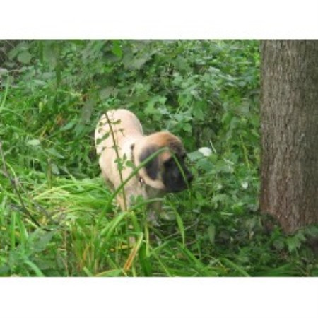 Mastiff breeder in Iowa picture 2