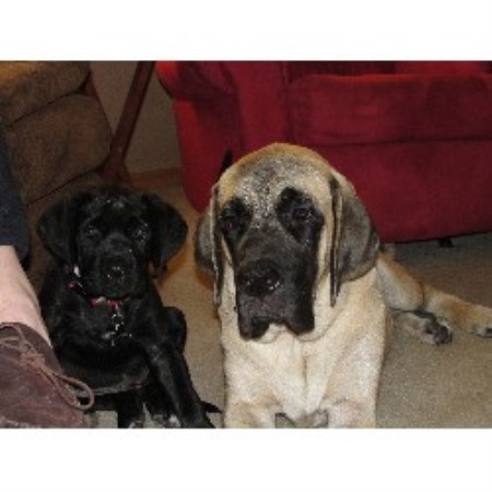 puppies for sale in dubuque iowa maplewood mastiffs mastiff breeder in dubuque iowa puppies for sale in dubuque iowa maplewood mastiffs mastiff breeder in dubuque iowa