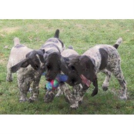 german shorthaired pointer puppies california german shorthaired pointer puppies for adoption in california german shorthaired pointer puppies california german shorthaired pointer puppies for adoption in california