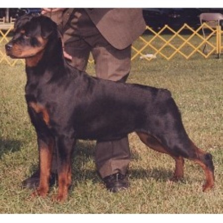 rottweiler for sale in ga rottweiler breeders in freedoglistings rottweiler for sale in ga rottweiler breeders in freedoglistings