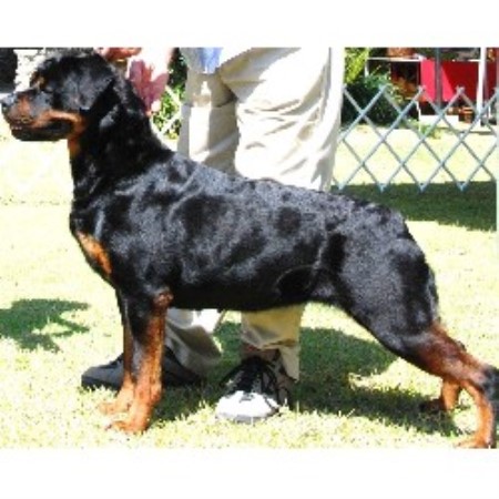 rottweiler puppies for sale in oregon rottweiler puppies for adoption in oregon breeds picture rottweiler puppies for sale in oregon rottweiler puppies for adoption in oregon breeds picture