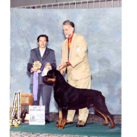 rottweiler breeders ga rottweiler breeder newnan 14204 wallpaperjpg breeds picture rottweiler breeders ga rottweiler breeder newnan 14204 wallpaperjpg breeds picture