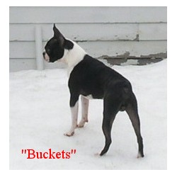 Boston Terrier Stud in Wentworth, New Hampshire