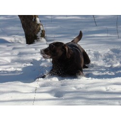 Labrador Retriever Stud in East Lansing , Michigan