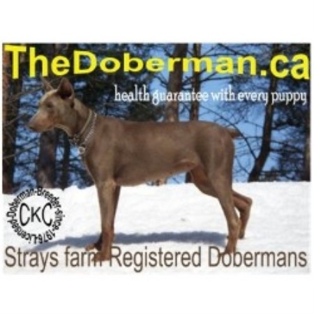 Doberman Pinscher in Ontario