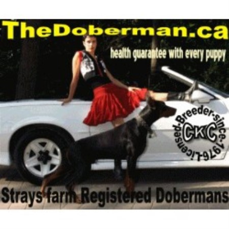 Doberman Pinscher breeder in Ontario picture 2