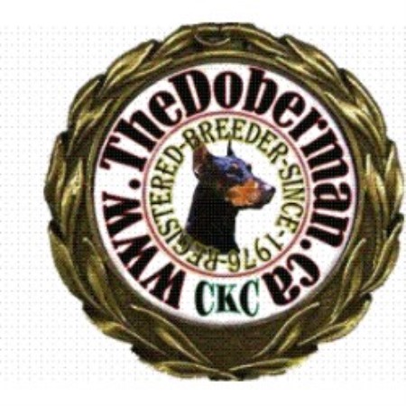 Doberman Pinscher breeder in Tottenham Ontario