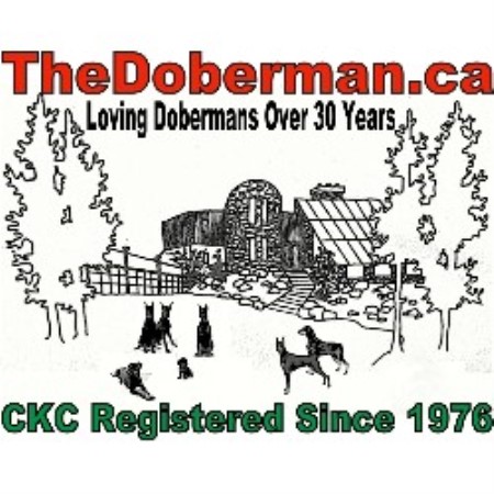 Doberman Pinscher Breeder in Tottenham, Ontario