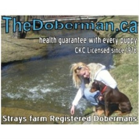 Doberman Pinscher in Ontario picture 2