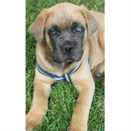Cane Corso in Mississippi