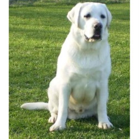 Lab in California