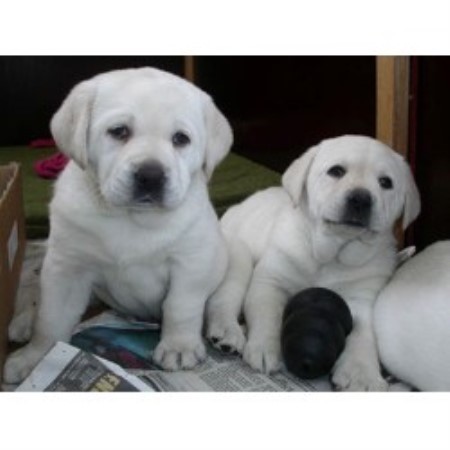 Labrador Retriever breeder in Acton California